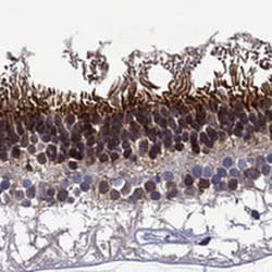 Invitrogen Spectrin beta-5 Polyclonal Antibody 100 &mu;L; Unconjugated:Antibodies,