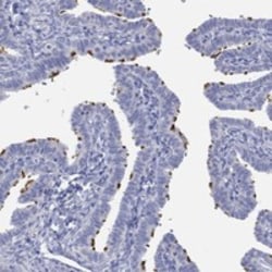 Invitrogen PPIL6 Polyclonal Antibody 100 &mu;L; Unconjugated:Antibodies,