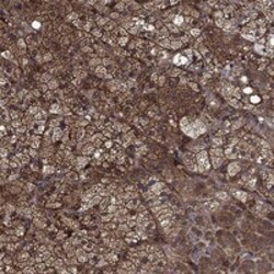 Invitrogen CUTC Polyclonal Antibody 100 &mu;L; Unconjugated:Antibodies,