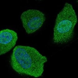 Invitrogen SLCO4C1 Polyclonal Antibody 100 &mu;L; Unconjugated:Antibodies,