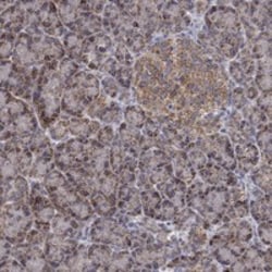 Invitrogen GPSM1 Polyclonal Antibody 100 &mu;L | Buy Online | Invitrogen&trade; | Fisher Scientific