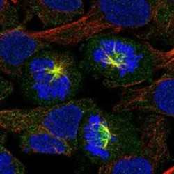 Invitrogen FAM83D Polyclonal Antibody 100 &mu;L; Unconjugated:Antibodies,
