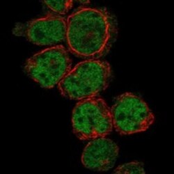 Invitrogen PRDM10 Polyclonal Antibody 100 &mu;L; Unconjugated:Antibodies,
