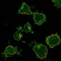 Invitrogen SLC24A4 Polyclonal Antibody 100 &mu;L; Unconjugated:Antibodies,