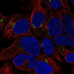 Invitrogen METTL26 Polyclonal Antibody 100 μL; Unconjugated:Antibodies,