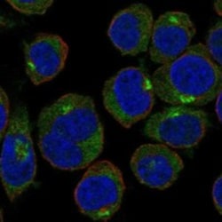 Invitrogen GOLPH3L Polyclonal Antibody 100 &mu;L; Unconjugated:Antibodies,