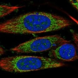 Invitrogen TIMM44 Polyclonal Antibody 100 &mu;L; Unconjugated:Antibodies,