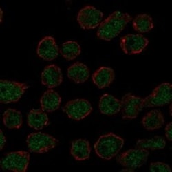 Invitrogen ARRDC2 Polyclonal Antibody 100 &mu;L; Unconjugated:Antibodies,