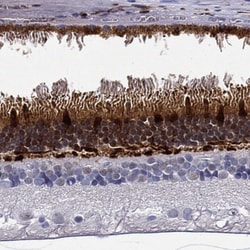 Invitrogen GCAP1 Polyclonal Antibody 100 &mu;L; Unconjugated:Antibodies,