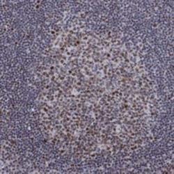 Invitrogen C9orf114 Polyclonal Antibody 100 &mu;L; Unconjugated:Antibodies,