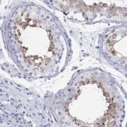 Invitrogen SPATA9 Polyclonal Antibody 100 &mu;L; Unconjugated:Antibodies,