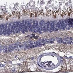 Invitrogen CFAP161 Polyclonal Antibody 100 &mu;L; Unconjugated:Antibodies,