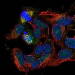 Invitrogen RASSF4 Polyclonal Antibody 100 &mu;L; Unconjugated:Antibodies,