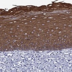 Invitrogen TMPRSS11A Polyclonal Antibody 100 &mu;L; Unconjugated:Antibodies,