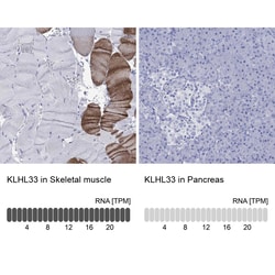 Invitrogen KLHL33 Polyclonal Antibody 100 &mu;L; Unconjugated:Antibodies,