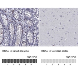 Invitrogen CD103 (Integrin alpha E) Polyclonal Antibody 100 &mu;L; Unconjugated:Antibodies,