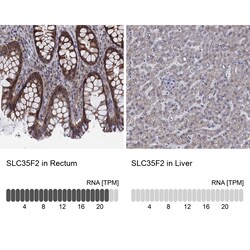 Invitrogen SLC35F2 Polyclonal Antibody 100 &mu;L; Unconjugated:Antibodies,