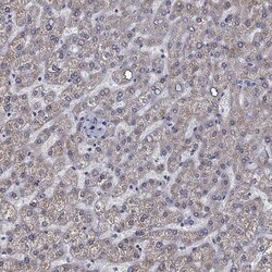 Invitrogen SLC35F2 Polyclonal Antibody 100 &mu;L; Unconjugated:Antibodies,