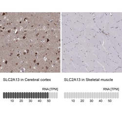 Invitrogen SLC2A13 Polyclonal Antibody 100 &mu;L; Unconjugated:Antibodies,