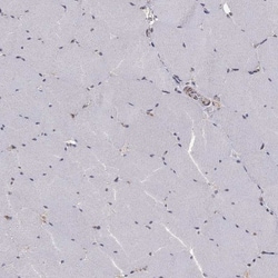 Invitrogen SLC2A13 Polyclonal Antibody 100 &mu;L; Unconjugated:Antibodies,