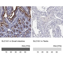 Invitrogen EAAC1 Polyclonal Antibody 100 &mu;L; Unconjugated:Antibodies,