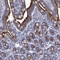 Invitrogen EAAC1 Polyclonal Antibody 100 &mu;L; Unconjugated:Antibodies,
