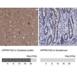 Invitrogen ATP6V1G2 Polyclonal Antibody 100 &mu;L; Unconjugated:Antibodies,