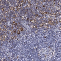 Invitrogen CD162 (PSGL-1) Polyclonal Antibody 100 &mu;L; Unconjugated:Antibodies,