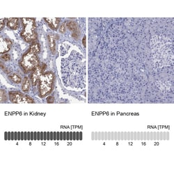 Invitrogen ENPP6 Polyclonal Antibody 100 &mu;L; Unconjugated:Antibodies,