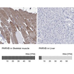 Invitrogen PARVB Polyclonal Antibody 100 &mu;L; Unconjugated:Antibodies,