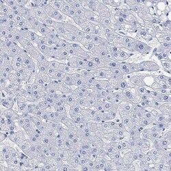 Invitrogen PARVB Polyclonal Antibody 100 &mu;L; Unconjugated:Antibodies,