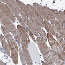 Invitrogen PARVB Polyclonal Antibody 100 &mu;L; Unconjugated:Antibodies,
