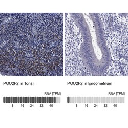 Invitrogen OCT2 Polyclonal Antibody 100 μL; Unconjugated:Antibodies,