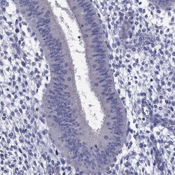 Invitrogen OCT2 Polyclonal Antibody 100 μL; Unconjugated:Antibodies,