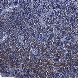 Invitrogen OCT2 Polyclonal Antibody 100 μL; Unconjugated:Antibodies,