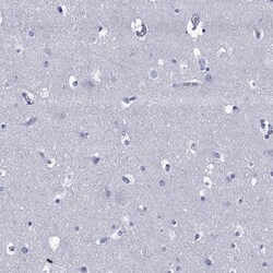Invitrogen TRIM31 Polyclonal Antibody 100 &mu;L; Unconjugated:Antibodies,