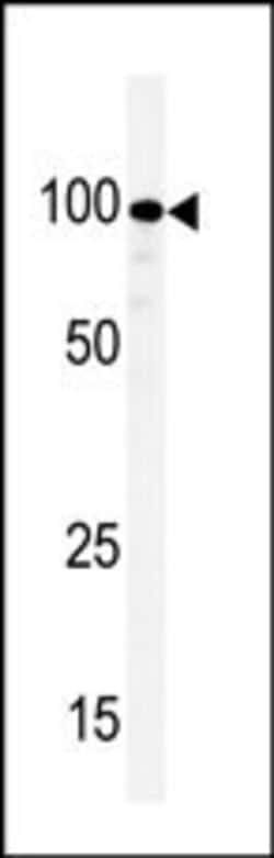 Invitrogen KSR1 Polyclonal Antibody 400 &mu;L; Unconjugated:Antibodies,