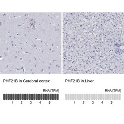 Invitrogen PHF21B Polyclonal Antibody 100 &mu;L; Unconjugated:Antibodies,