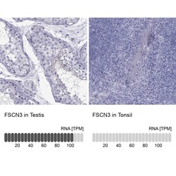 Invitrogen Fascin-3 Polyclonal Antibody 100 &mu;L; Unconjugated:Antibodies,