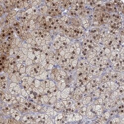Invitrogen PAPSS2 Polyclonal Antibody 100 &mu;L; Unconjugated:Antibodies,