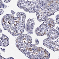 Invitrogen NPL Polyclonal Antibody 100 &mu;L; Unconjugated:Antibodies,