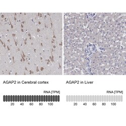Invitrogen CENTG1 Polyclonal Antibody 100 &mu;L; Unconjugated:Antibodies,