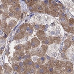 Invitrogen MTHFR Polyclonal Antibody 100 &mu;L; Unconjugated:Antibodies,