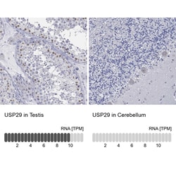 Invitrogen USP29 Polyclonal Antibody 100 &mu;L; Unconjugated:Antibodies,