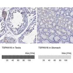 Invitrogen TSPAN16 Polyclonal Antibody 100 &mu;L; Unconjugated:Antibodies,