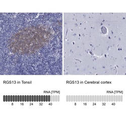 Invitrogen RGS13 Polyclonal Antibody 100 &mu;L; Unconjugated:Antibodies,