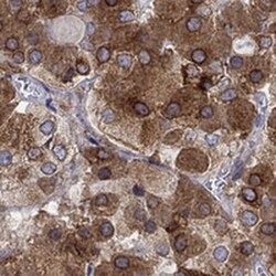 Invitrogen MTHFR Polyclonal Antibody 100 &mu;L; Unconjugated:Antibodies,