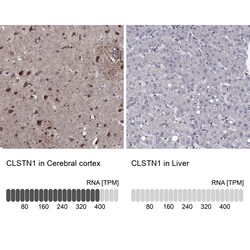 Invitrogen CLSTN1 Polyclonal Antibody 100 &mu;L; Unconjugated:Antibodies,