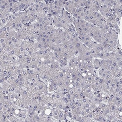 Invitrogen CLSTN1 Polyclonal Antibody 100 &mu;L; Unconjugated:Antibodies,