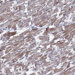 Invitrogen CMYA5 Polyclonal Antibody 100 &mu;L; Unconjugated:Antibodies,